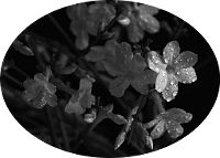 Bonsai-Jasmin d'hiver Jasminum nudiflorum Lindl.