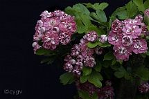 Bonsai-Aubépine Crataegus laevigata (Poir.) DC. 'Paul's Scarlet'