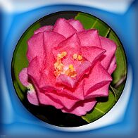 Bonsai-Camélia Camellia sasanqua