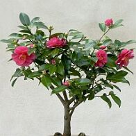 Bonsai-Camélia Camellia sasanqua