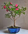 Bonsai-Camélia Camellia sasanqua