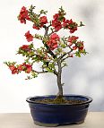 bonsai-Cognassier-Japon-Chaenomeles-japonica Chaenomeles japonica (Thunb.) Lindl. ex Spach