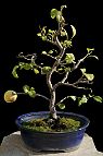 bonsai-Cognassier-Japon-Chaenomeles-japonica Chaenomeles japonica (Thunb.) Lindl. ex Spach