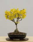 Bonsai-forsythia Forsythia x intermedia Zabel