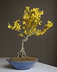 Bonsai-forsythia Forsythia x intermedia Zabel