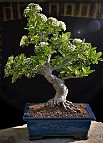 Bonsai-Pyracantha Pyracantha coccinea M.Roem.