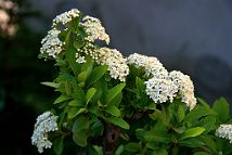 Bonsai-Pyracantha Pyracantha coccinea M.Roem.