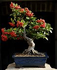 Bonsai-Pyracantha Pyracantha coccinea M.Roem.