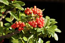 Bonsai-Pyracantha Pyracantha coccinea M.Roem.