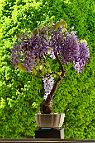 Glycine-bonsai Wisteria sinensis