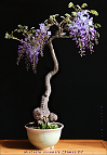 Glycine-bonsai Wisteria sinensis