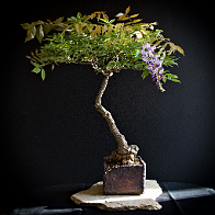Glycine-bonsai Wisteria sinensis
