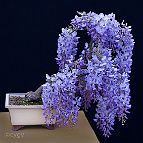 Glycine-bonsai Wisteria sinensis