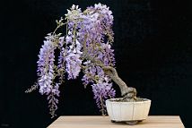 Glycine-bonsai Wisteria sinensis