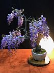 Glycine-bonsai Wisteria sinensis