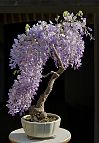 Glycine-bonsai Wisteria sinensis