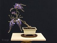 Glycine-bonsai Wisteria sinensis