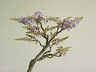 Glycine-bonsai Wisteria sinensis