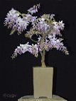 Glycine-bonsai Wisteria sinensis