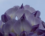 Glycine-bonsai Wisteria sinensis