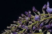 Glycine-bonsai Wisteria sinensis