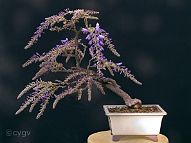 Glycine-bonsai Wisteria sinensis