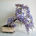 Glycine-bonsai Wisteria sinensis