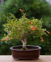 Grenadier-bonsai Punica granatum L. var 'nana gracilis'