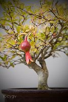 Grenadier-bonsai Punica granatum L. var 'nana gracilis'