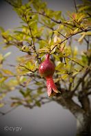 Grenadier-bonsai Punica granatum L. var 'nana gracilis'