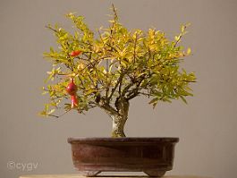 Grenadier-bonsai Punica granatum L. var 'nana gracilis'