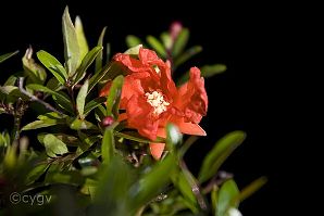 Grenadier-bonsai Punica granatum L. var 'nana gracilis'