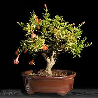 Grenadier-bonsai Punica granatum L. var 'nana gracilis'