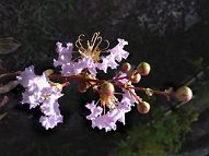 Lilas des Indes-bonsai Lagerstroemia indica 'Cordon bleu'