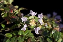 Lilas des Indes-bonsai Lagerstroemia indica 'Cordon bleu'