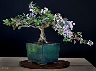 Lilas des Indes-bonsai Lagerstroemia indica 'Cordon bleu'