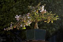 Lilas des Indes-bonsai Lagerstroemia indica 'Cordon bleu'