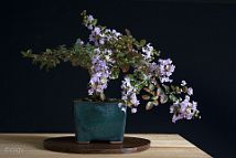 Lilas des Indes-bonsai Lagerstroemia indica 'Cordon bleu'