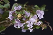 Lilas des Indes-bonsai Lagerstroemia indica 'Cordon bleu'