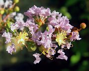 Lilas des Indes-bonsai Lagerstroemia indica 'Cordon bleu'