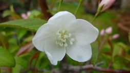 Pommier-malus-bonsai Malus sieboldii (Regel ex Dippel) Rehder