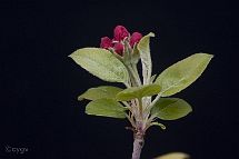 Pommier-malus-bonsai Malus x 'Evereste'