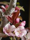 Pommier-malus-bonsai Malus x 'Coccinella'