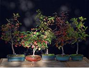 Pommier-malus-bonsai Malus
