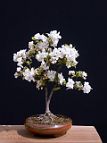 Pommier-malus-bonsai Malus x 'Evereste'