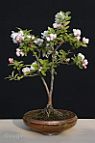 Pommier-malus-bonsai Malus x 'Evereste'