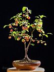 Pommier-malus-bonsai Malus x 'Evereste'