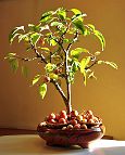 Pommier-malus-bonsai Malus x 'Evereste'