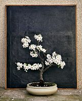 Prunus-bonsai Prunus domestica L. (Prunier)
