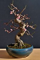 Prunus-bonsai Prunus mume Siebold & Zuccarini ( Abricotier du Japon)